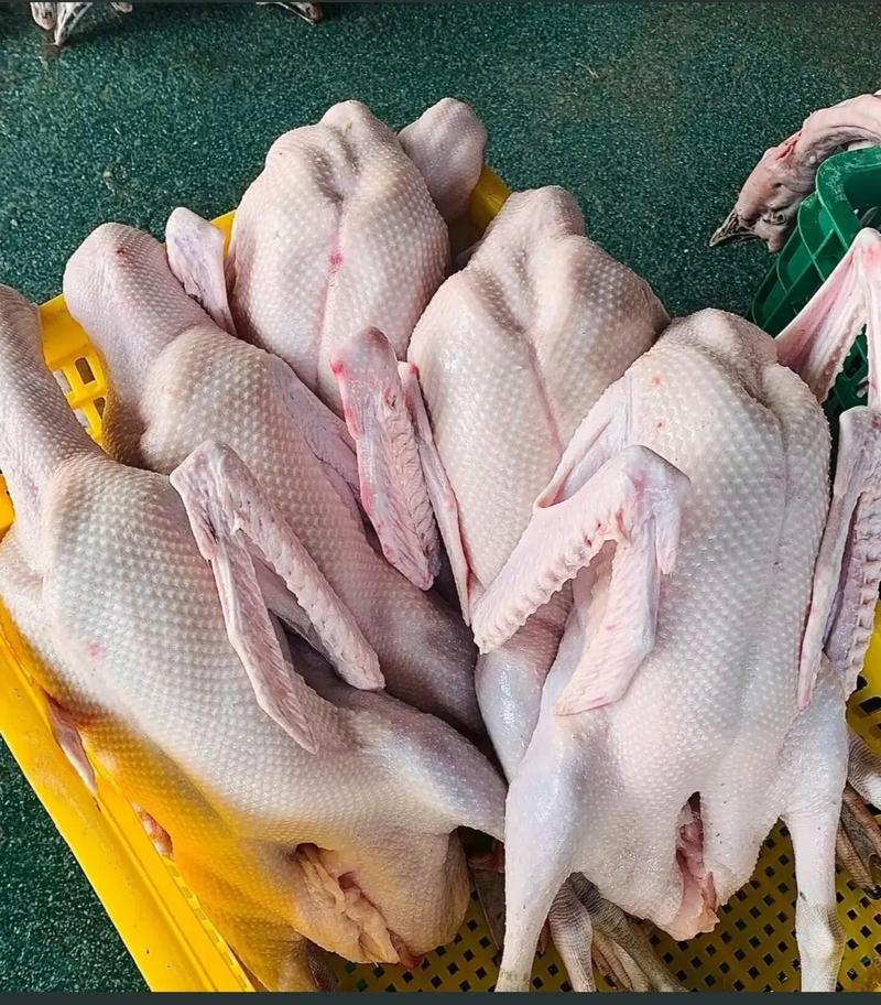 家禽生鲜销售配送 专业供应清远本地黑鬃鹅