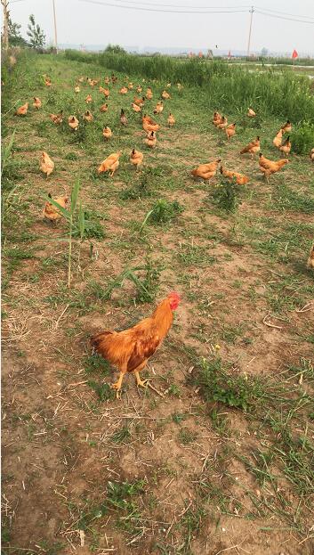 泗阳生态家禽农副产品 技术赋能，拓宽销售新渠道