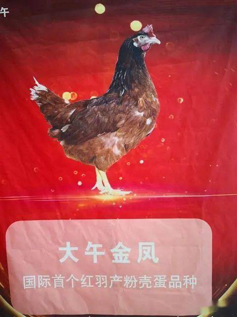 我国蛋鸡育种迈入精细化特色化发展新阶段