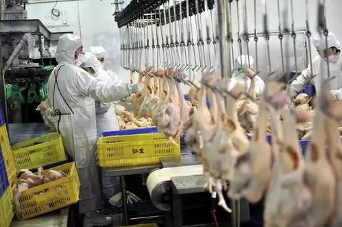 春节临近，各地活禽禁售政策密集出台，家禽销售模式加速转型