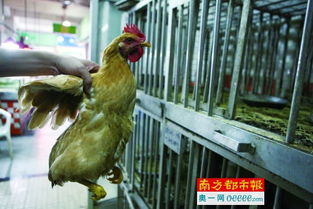 活禽禁售倒计时，龙华家禽销售转型与技术服务升级进行时