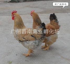 散养土鸡与麻黄鸡苗孵化场直销 厂家批发新广882、K9等优质品种，全国配送与技术服务一体