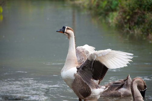 鸡鸭鹅养殖利润与风险对比分析 如何选择并获取技术服务