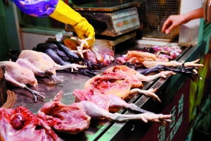 冰鲜鸡不准斩件后散卖 家禽销售技术服务的新挑战与机遇