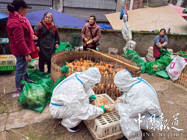 重庆市江津区先锋镇 扎实推进散养家禽免疫试点，筑牢养殖安全屏障
