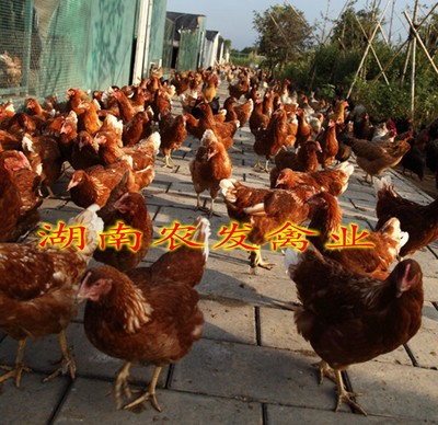高产优质蛋鸡苗 海兰褐鸡苗批发与家禽销售技术服务全解析