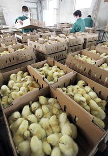 临沂家禽养殖户把握周期 积极抄底补栏 技术服务助力市场回暖