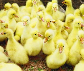 探秘涿州鹅苗市场 沭阳县正宏家禽购销站的专业供应与服务