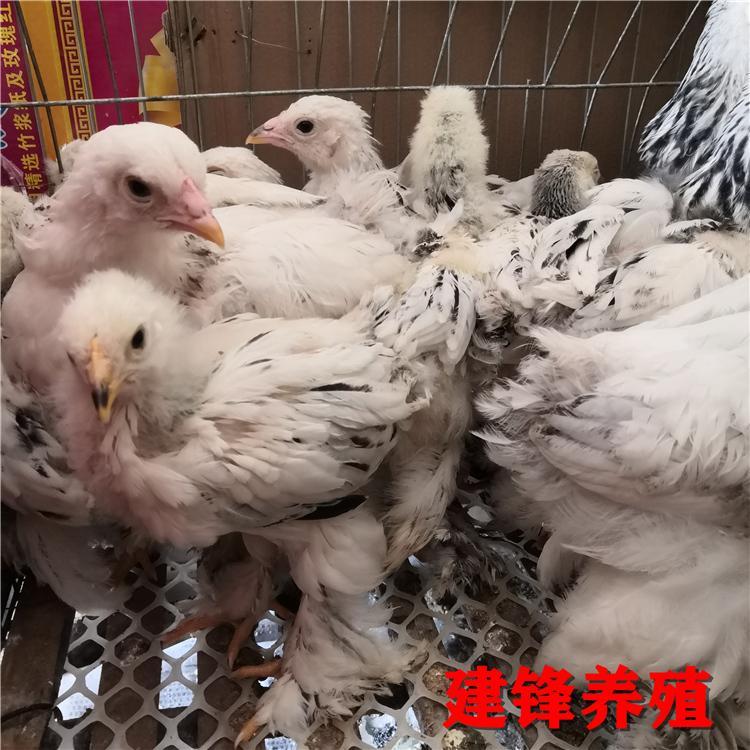 福建珍禽养殖 婆罗门鸡价格与梵天鸡苗的市场前景