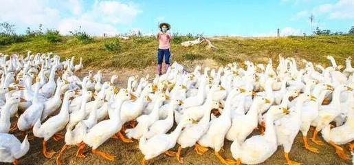 干货|农产品营销 5个模式、5个技巧（农业老板必看）家禽销售