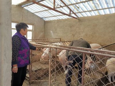 家贫养什么致富 家禽养殖销售指南