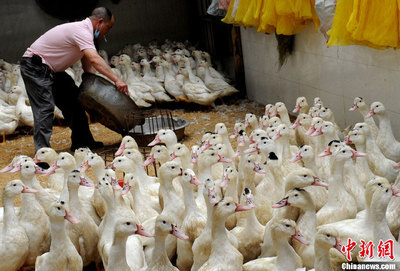 福州海峡家禽批发市场复业，专业化技术服务推动家禽销售新升级