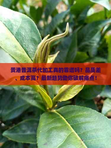 贵港普洱茶代加工真的靠谱吗？品质差、成本高？最新趋势助你破解痛点