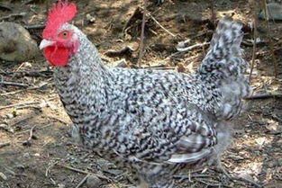 昌吉优质白鹅苗销售——专业家禽技术与服务一体，欢迎实地考察订购