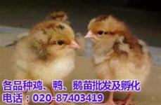 广州家禽销售技术服务 提升品质与效益的关键