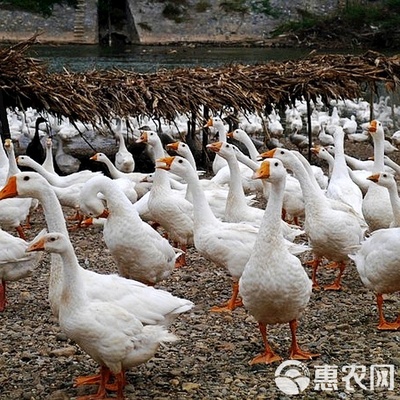 四季白鹅与大三花鹅苗 优质鹅苗批发与家禽养殖技术服务全解析