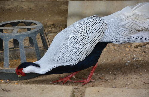 珍禽白鹇在广西金秀大瑶山驯养繁衍成功，助力家禽销售与技术服务