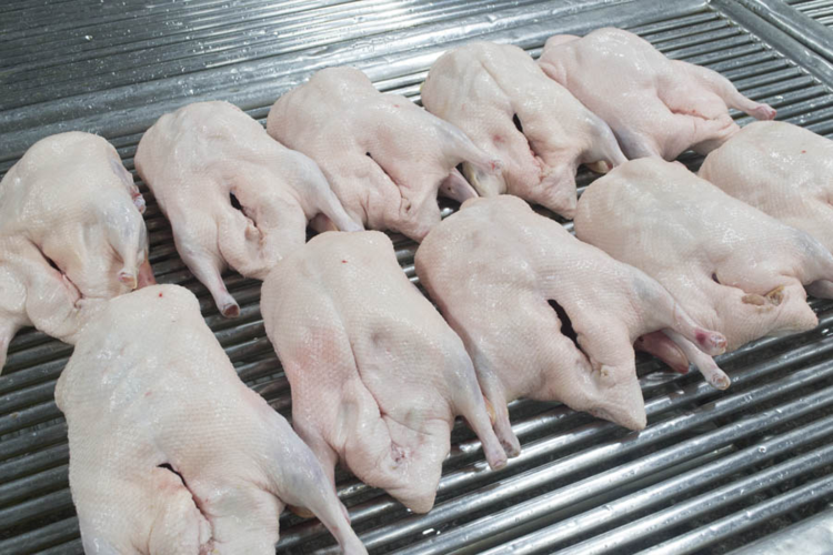 从屠宰到餐桌 一体化禽类产业链的革新与挑战